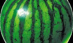 吃瓜网红视角下载安装